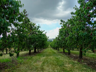 Fototapeta premium Orchard with cherries. Self-picking in summer 