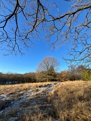 winter landscape with trees and snow