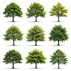 Fototapeta premium Beautiful Collection of Different Tree Types in Various Seasons and Colors. Diverse tree illustrations showing deciduous evergreen and seasonal variations with green yellow brown foliage.