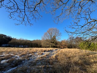 winter landscape with trees and snow