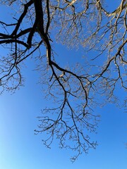 tree branches against blue sky