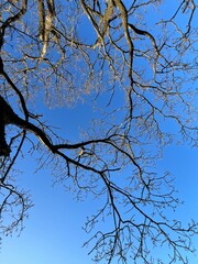 tree branches against blue sky