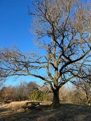 old oak in winter in the forest with a bench and table under the tree