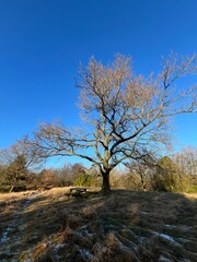old oak in winter in the forest with a bench and table under the tree