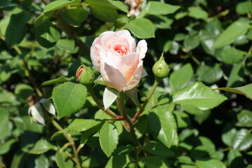 2 buds and pinkish beige flower of garden rose in mid July