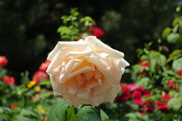 Beige flower of garden rose in mid June