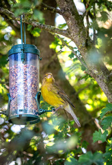 Oiseau sauvage Verdier Mangeoire graine