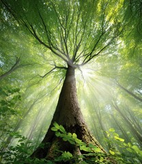 Lush forest canopy, sunlight beams, towering tree