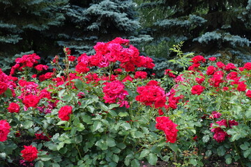 Lots of red flowers of garden roses in mid June