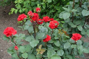 Multiple red flowers of garden roses in mid June