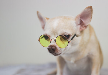 brown short hair Chihuahua dog wearing yellow eyeglasses sitting on bed with white background.