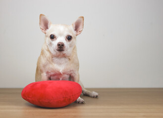 brown Chihuahua dog sitting on wooden floor with red heart shape pillow on white background, looking at camera,.Valentine's day concept.