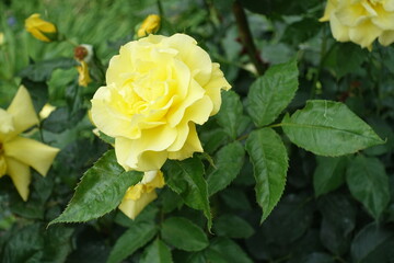 Close shot of light yellow flower of rose in mid June