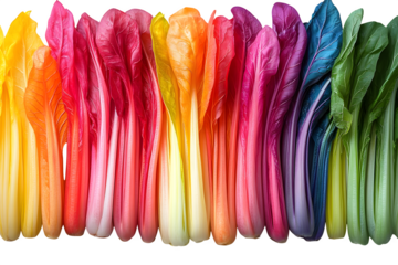 Rainbow swiss chard with vibrant stems isolated on white background