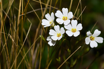 Ranunculus lyallii at Arthur's Pass