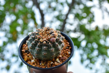 Little cactus on small pot, plant for decoration. Beautiful blooming cactus, selective focus...
