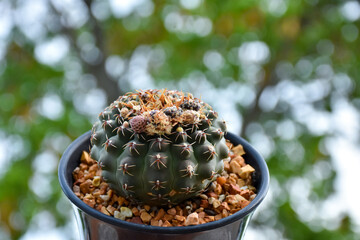 Little cactus on small pot, plant for decoration. Beautiful blooming cactus, selective focus...