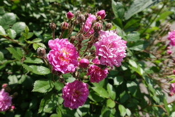 Buds and pink flowers of semi double rose in June