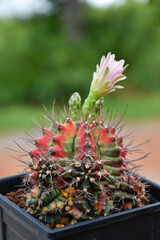 Little cactus on small pot, plant for decoration. Beautiful blooming cactus, selective focus blurred green nature background. Hobby during work from home concept.
