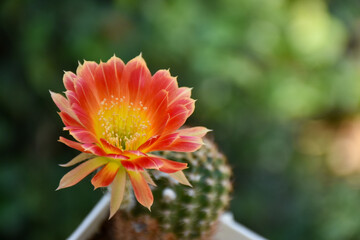 Little cactus on small pot, plant for decoration. Beautiful blooming cactus, selective focus blurred green nature background. Hobby during work from home concept.
