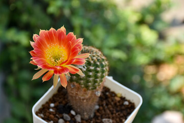 Little cactus on small pot, plant for decoration. Beautiful blooming cactus, selective focus blurred green nature background. Hobby during work from home concept.
