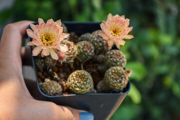 Little cactus on small pot, plant for decoration. Beautiful blooming cactus, selective focus blurred green nature background. Hobby during work from home concept.
