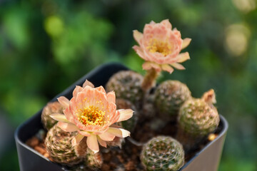 Little cactus on small pot, plant for decoration. Beautiful blooming cactus, selective focus blurred green nature background. Hobby during work from home concept.
