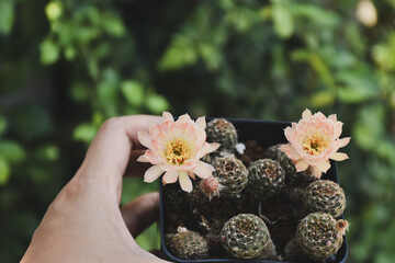Little cactus on small pot, plant for decoration. Beautiful blooming cactus, selective focus blurred green nature background. Hobby during work from home concept.
