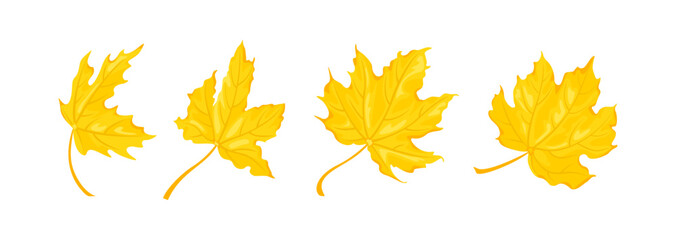 Yellow maple leaves set. Vector cartoon flat illustration. Autumn falling leaf.