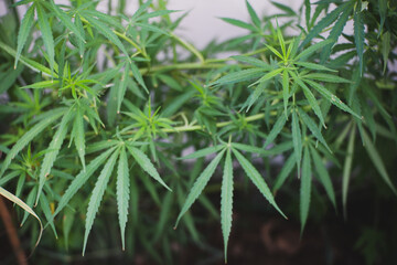 Green marijuana, hemp leaves. Cannabis high quality. Thematic photo to treat patients and drugs against pain. Toned with color filter and soft noise to get old camera effect. Soft focus and blurred.
