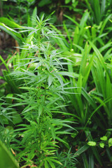 Green marijuana, hemp leaves. Cannabis high quality. Thematic photo to treat patients and drugs against pain. Toned with color filter and soft noise to get old camera effect. Soft focus and blurred.