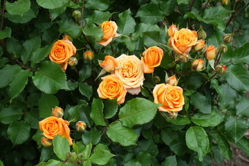 Multiple orange flowers of rose in mid June