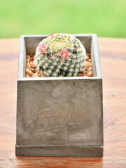 Little cactus on small pot, plant for decoration. Beautiful blooming cactus, selective focus blurred green nature background. Hobby during work from home concept.
