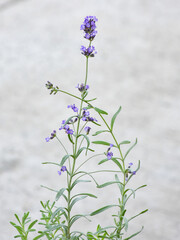 Naklejka premium selective focus on lavender leaf on tree in home from using herbal in daily life 