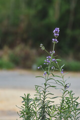 selective focus on lavender leaf on tree in home from using herbal in daily life
