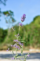 selective focus on lavender leaf on tree in home from using herbal in daily life
