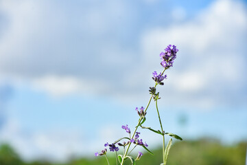 selective focus on lavender leaf on tree in home from using herbal in daily life

