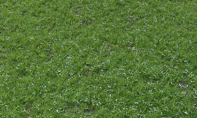 Grass, ground with small white flowers texture on top view