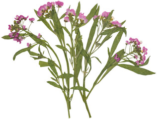 Close-up of pressed pink alyssum flowers arrangement