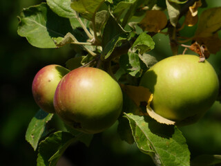 Ripening Green and Red Apples Clustered on a Sunny Orchard Branch