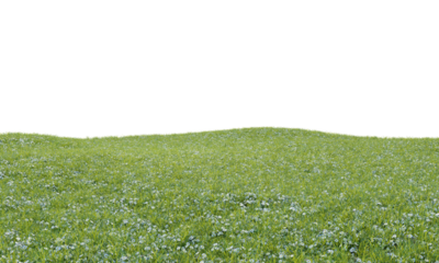 Grass with small white flowers landscape on transparent background