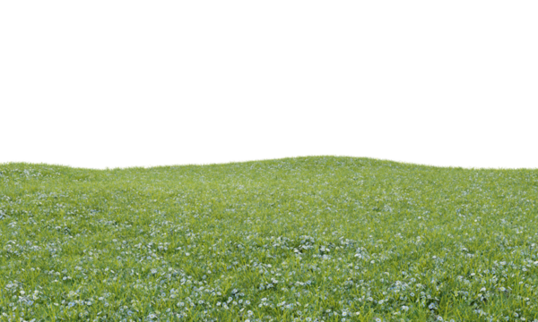 Grass with small white flowers landscape on transparent background