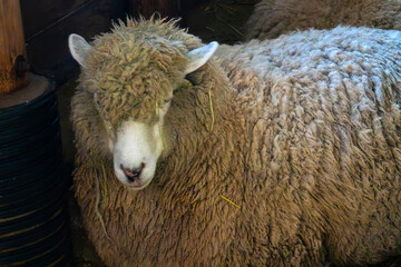 sheep in the farm