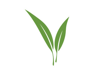 Elegant green leaves graphic on white. Symbolizes growth, nature, and health. Ideal for wellness, ecology, or organic product designs. Fresh and minimalist.