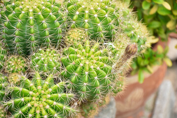 Little cactus on small pot, plant for decoration. Beautiful blooming cactus, selective focus...