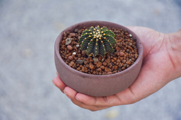 Little cactus on small pot, plant for decoration. Beautiful blooming cactus, selective focus blurred green nature background. Hobby during work from home concept.
