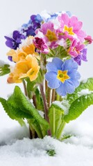 Colorful Spring Flowers Blooming Through Snow in Winter Landscape