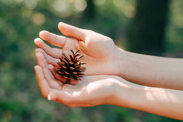 female hands gently holding pine cone in soft natural light

