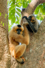Southern Yellow-cheeked Crested Gibbon - Nomascus gabriellae, beautiful brown gibbon monkey from canopy of tropical forests in Southeast Asia, Vietnam.