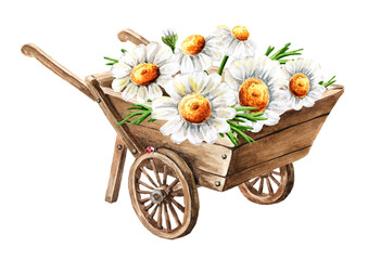 Wooden garden wheelbarrow with rustic Chamomile flowers. Hand drawn watercolor illustration isolated on white background